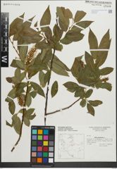 Foto von Salix pentandra L.